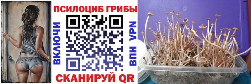 Галлюциногенные грибы Cubensis  OMG маркетплейс  Дивногорск 